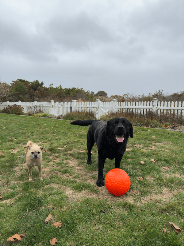 Pet Movie Poster design transformation