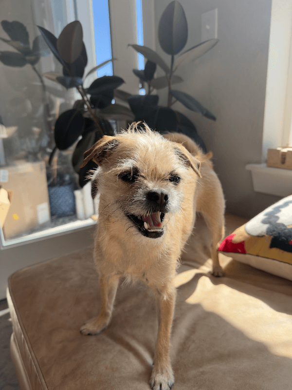 Barista Puppy design transformation